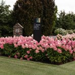 Hortenzia metlinatá (Hydrangea paniculata) ´LIVING PINKY PROMISE´® by LIVING CREATIONS´® - výška 40-60 cm, kont. C2L
